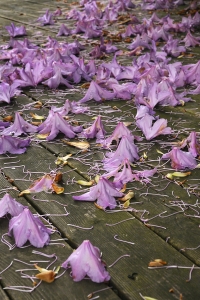 Rododendronblom, rododendron, rhododendron