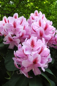 Rododendron, Rhododendron, Sofiero