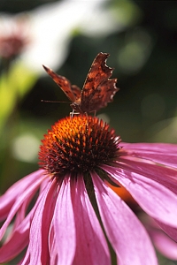 Vinbärsfuks, Polygonia c-album, fjäril, Röd solhatt, Röd rudbeckia