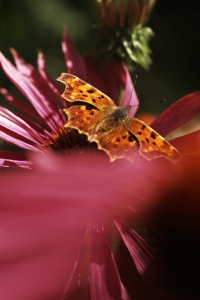 Vinbärsfuks, Polygonia c-album, fjäril, Röd solhatt, Röd rudbeckia