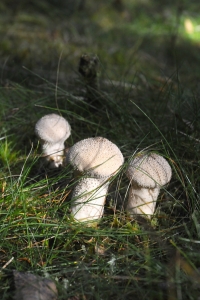Vårtid röksvamp, Lycoperdon perlatum
