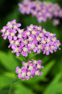 Rolleka, Achillea millefolium