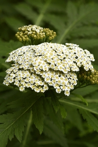 Röllikekrage, Tanacetum macrophyllum