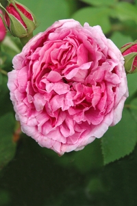 Ros 'Madame Boll', Comte de Chambord
