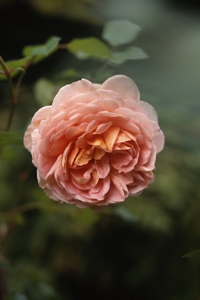 Ros 'Abraham Darby'