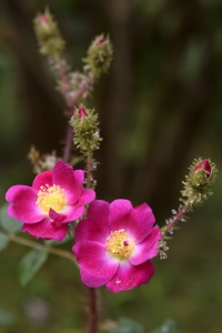 Ros 'Goethe' mossros, mossrosor