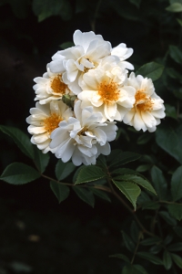 Ros, 'Helena renaissance', honungsros, rosa helene
