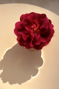 Ros 'Henri Martin'