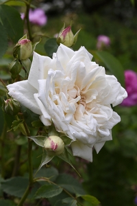 Ros 'Ilse Kroon Superior'