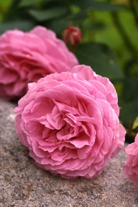 Ros, 'Louise Oudier'