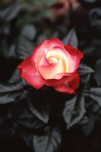 Ros, 'Nostalgie'