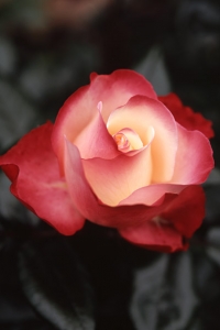 Ros, 'Nostalgie'