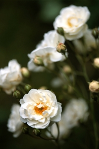 Ros, 'Old Schneewittchen'