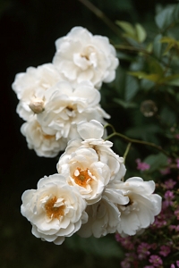 Ros, 'Old Schneewittchen'