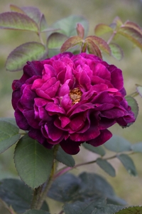 Ros 'Tuscany Superb'