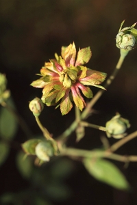 Ros, 'Viridiflora', Rosa chinensis