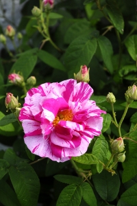 Ros 'Rosa Mundi'