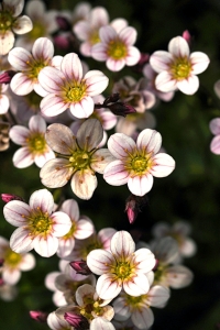 Rosenbräcka, Saxifraga arendsii