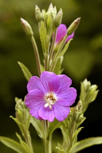 Rosendunört, Epilobium hirsutom
