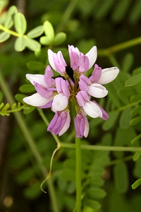 Rosenkronill, Securigera varia