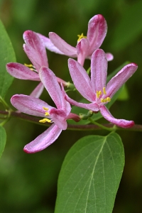 Rosentry, Lonicera tatarica