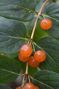 Rosentry, Lonicera tatarica