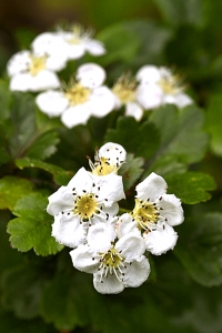 Rundhagtorn, Crataegus laevigata, hagtorn