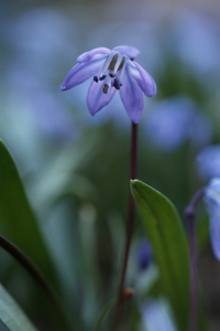 Rysk blåstjärna, Scilla siberica, Othocallis siberica