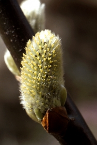 Sälg, Salix caprea, Vide