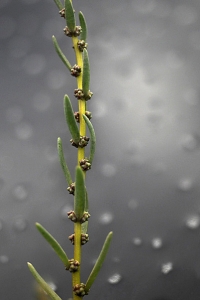 Saltört, Suaeda maritima