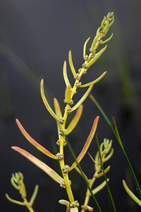 Saltört, Suaeda maritima