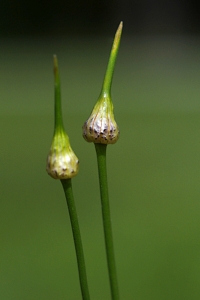 Sandlök, Allium vineale