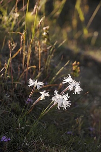 Sandnejlika, Dianthus arenarius