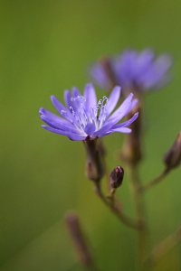 Sandsallat, Lactuca tatarica, Mulgedium tataricum