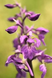 Sankt Pers nycklar, Orchis mascula