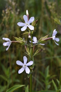 Såpnejlika, Saponaria officinalis