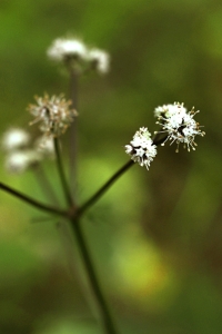 Sårläka, Sanicula europaea