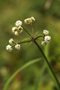 Sårläka, Sanicula europaea