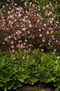 Skuggbräcka,  Clarence Elliott, Saxifraga umbrosa, urbium, stenbräckeväxter