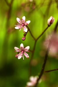 Skuggbräcka,  Clarence Elliott, Saxifraga umbrosa, urbium, stenbräckeväxter