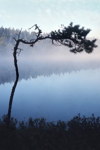 Skogssjö, morgondimma, gryning, gryningsljus