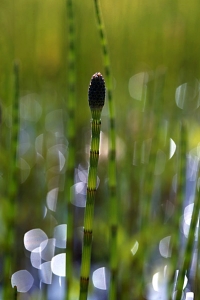 Sjöfräken, Equisetum fluviatile