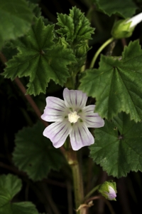 Skär kattost, Malva neglecta
