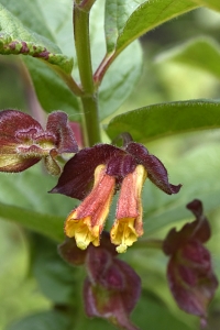 Skärmtry, Lonicera involucrata