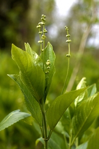Skogsbingel, Mercurialis perennis
