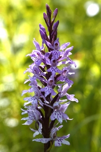 Skogsnycklar, Dactylorhiza maculata ssp. fuchsii