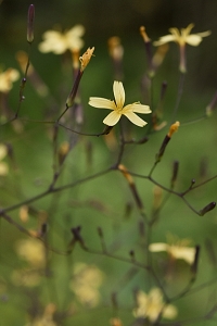 Skogssallat, Lactuca muralis
