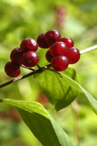Skogstry, Lonicera xylosteum