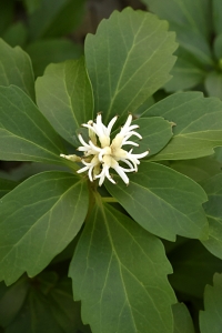 Skugg-gröna, Pachysandra terminalis, skuggröna