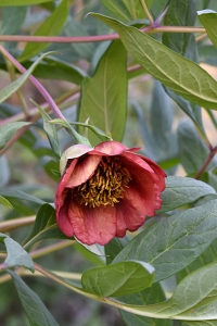 Småbuskpion, Paeonia delavayi, buskpion, pion, pioner
